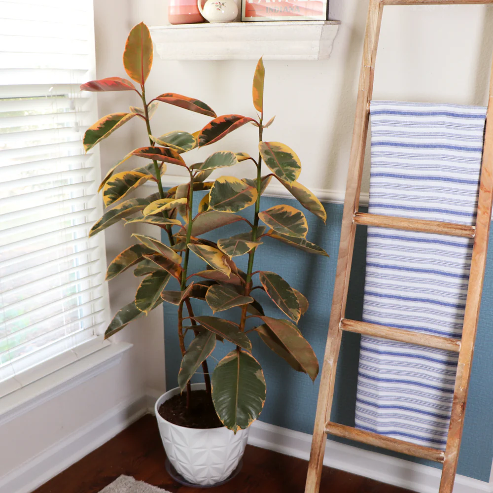Ficus Ruby (Variegated Rubber Plant) - Image 3