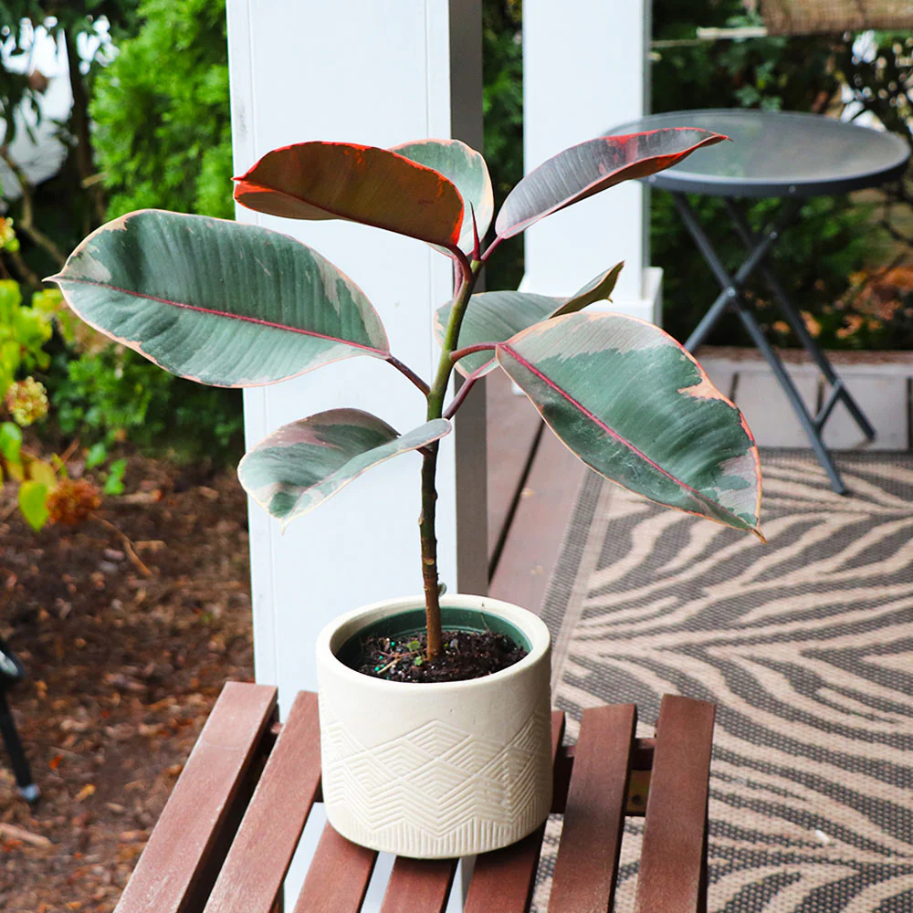 Ficus Ruby (Variegated Rubber Plant) - Image 4
