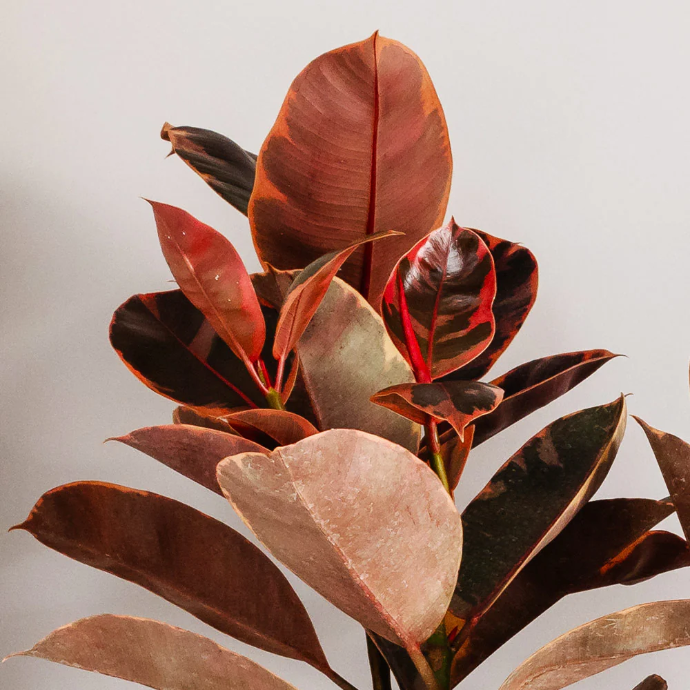Ficus Ruby (Variegated Rubber Plant) - Image 5