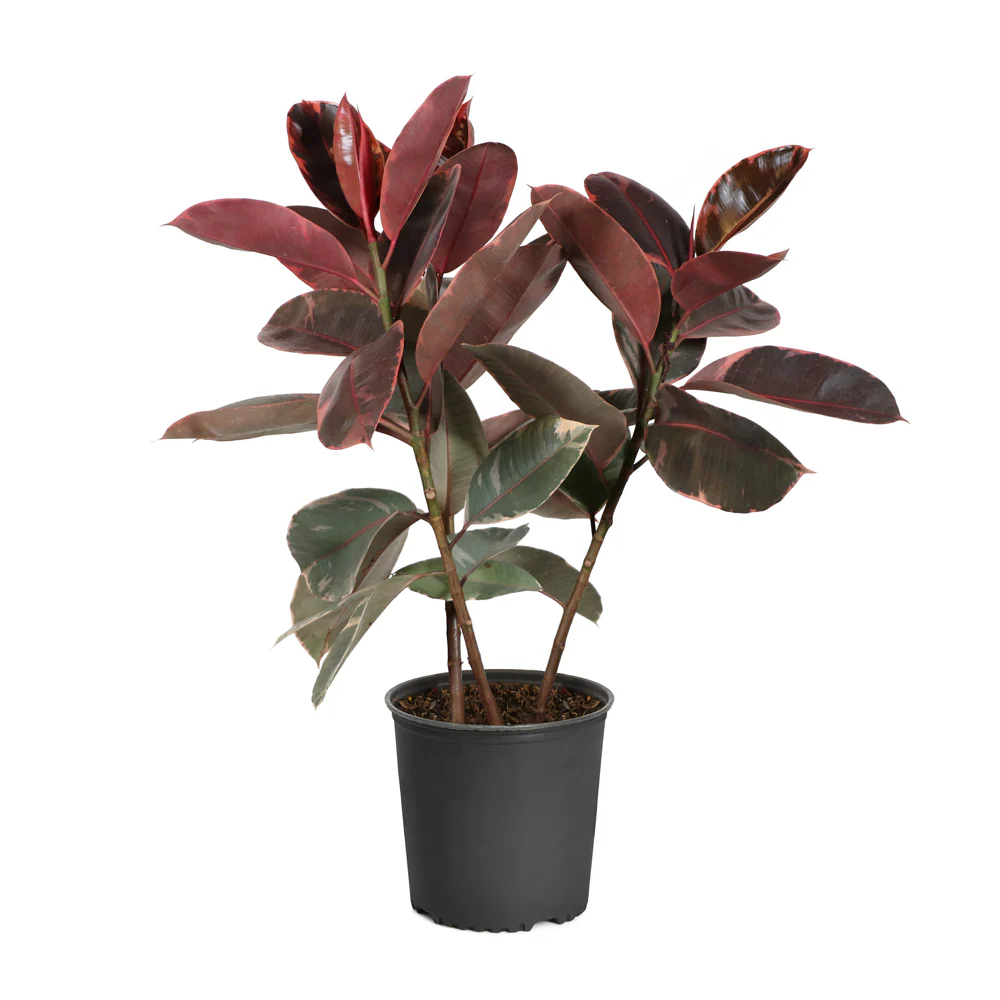 Ficus Ruby (Variegated Rubber Plant) - Image 6