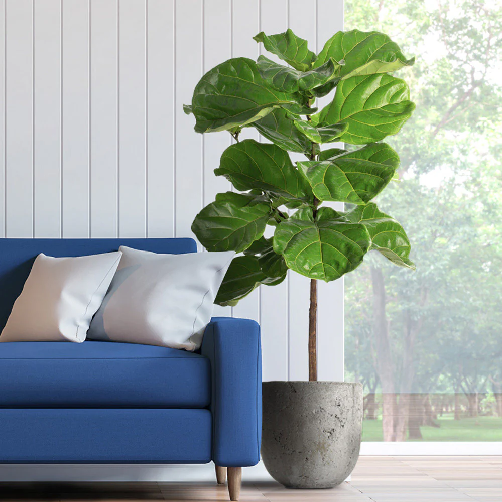 Fiddle-Leaf Fig Tree - Image 2