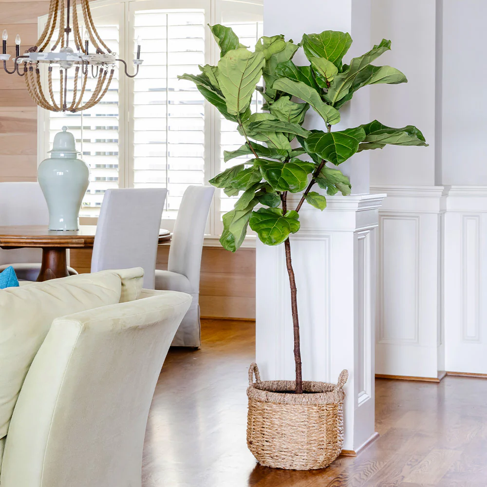 Fiddle-Leaf Fig Tree - Image 3