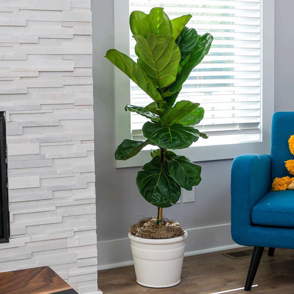 Fiddle-Leaf Fig Tree - Image 4