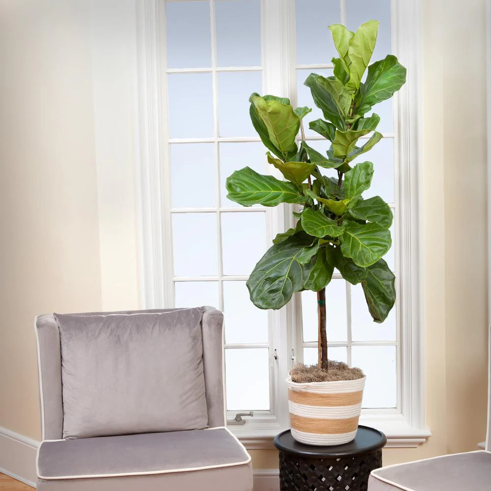 Fiddle-Leaf Fig Tree - Image 5