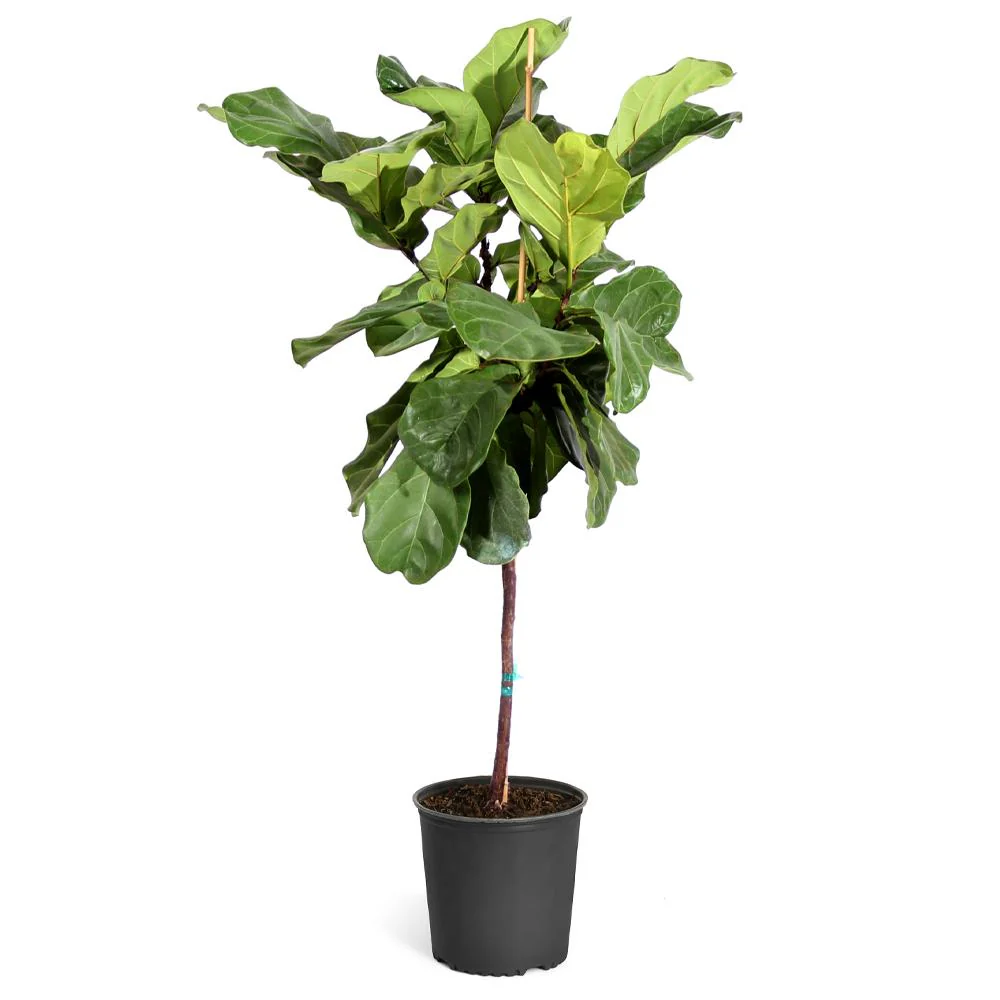 Fiddle-Leaf Fig Tree - Image 6