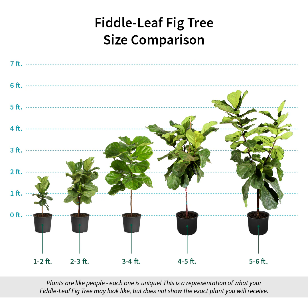 Fiddle-Leaf Fig Tree - Image 7