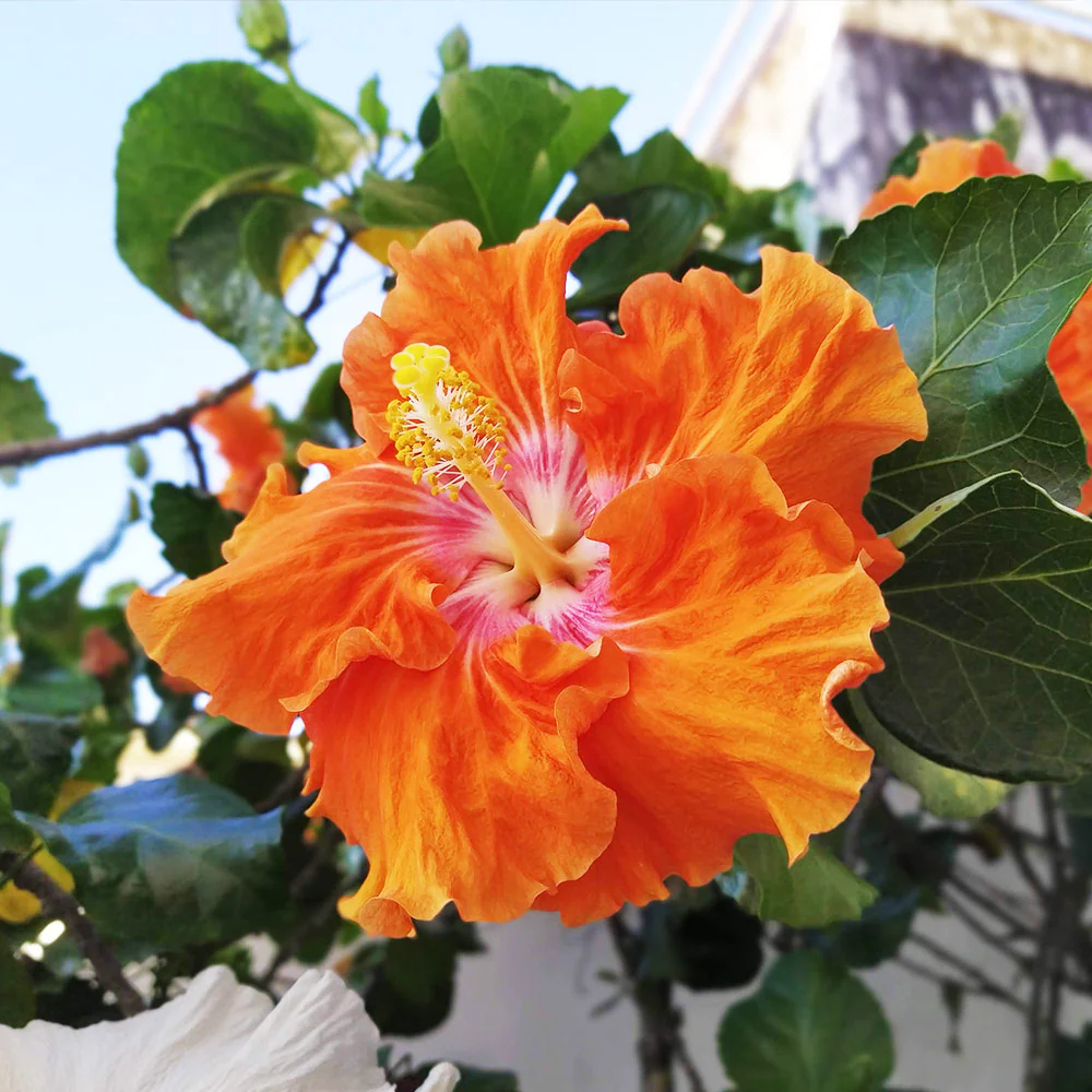 Fiesta Hibiscus - Image 3
