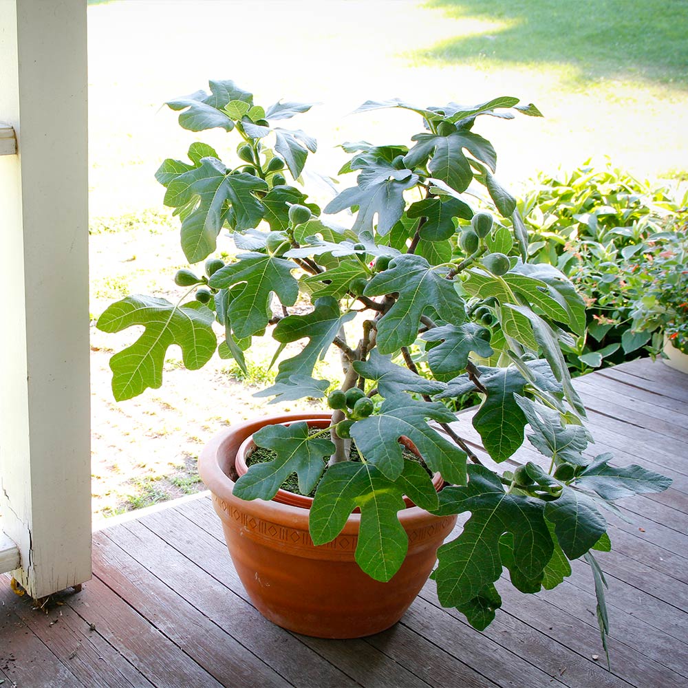 Fignomenal Fig Tree - Image 3