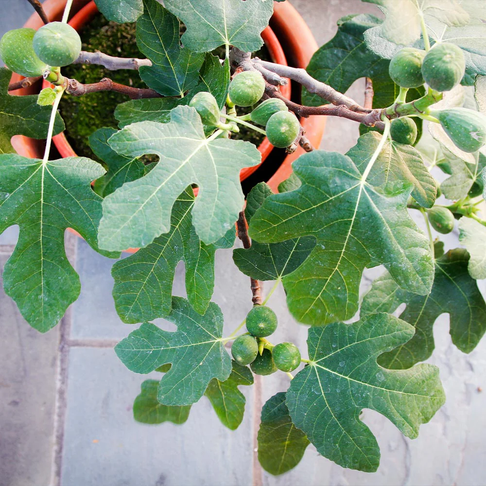 Fignomenal Fig Tree - Image 4