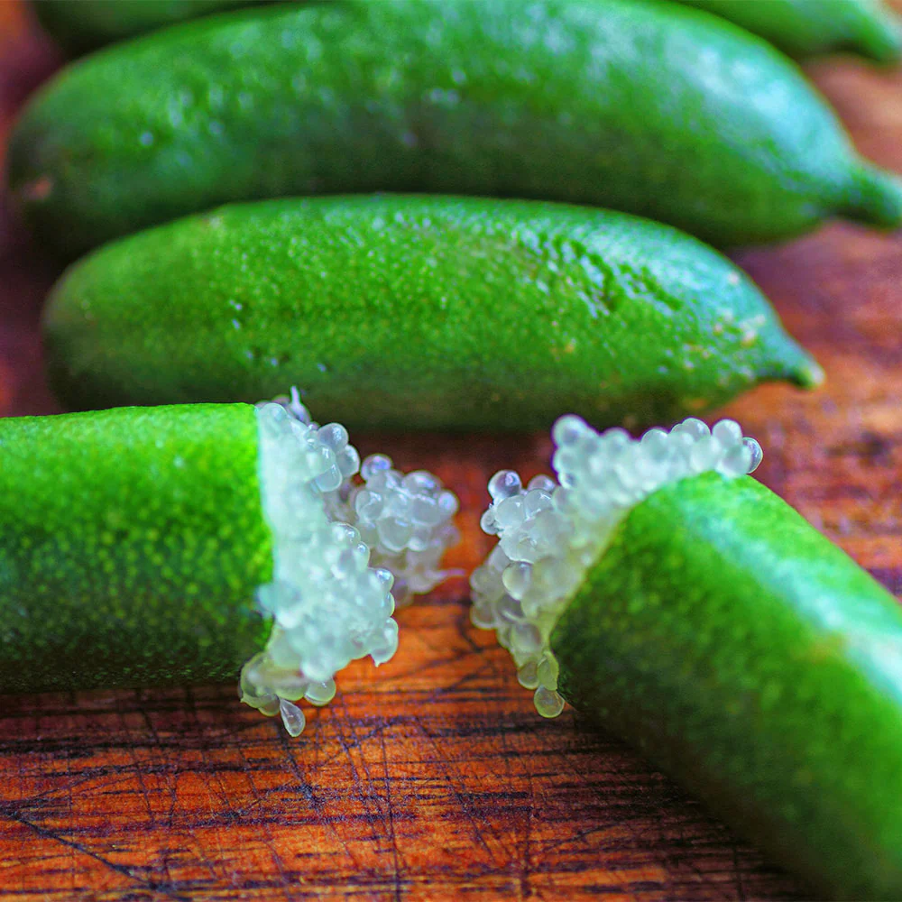 Australian Finger Lime Tree - Image 3