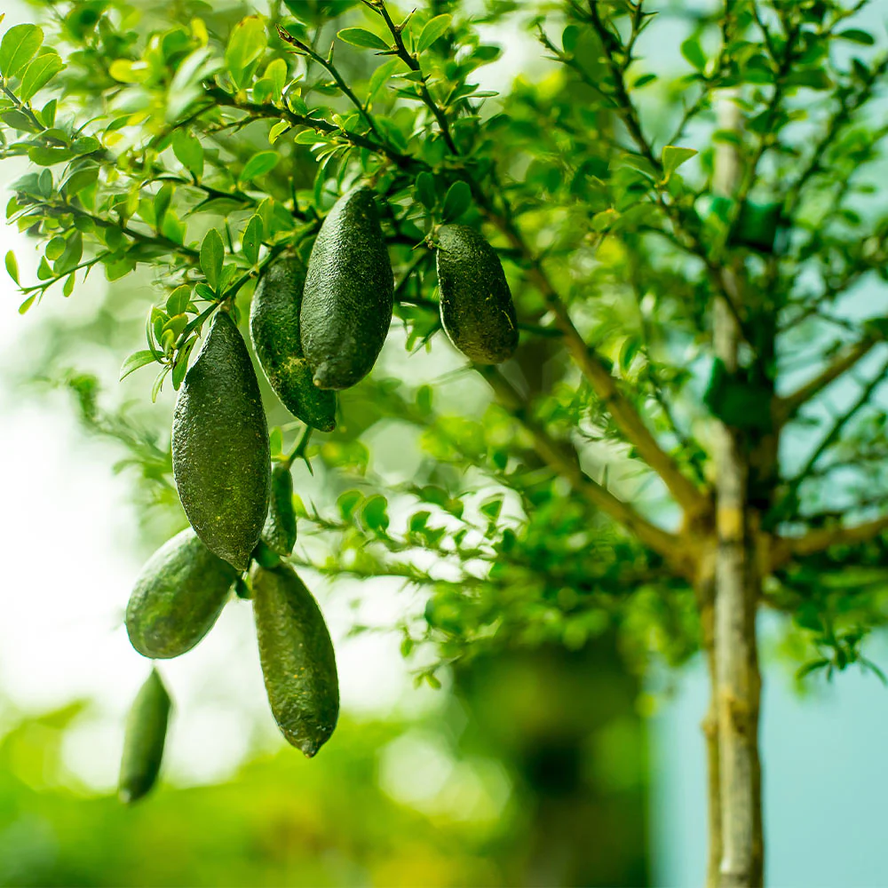Australian Finger Lime Tree - Image 4