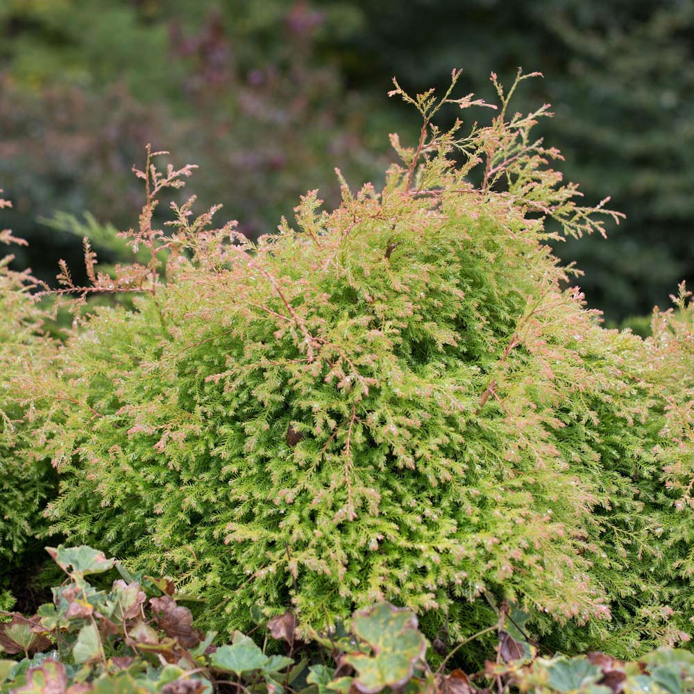 Southern Living® Fire Chief™ Thuja Shrub - Image 3