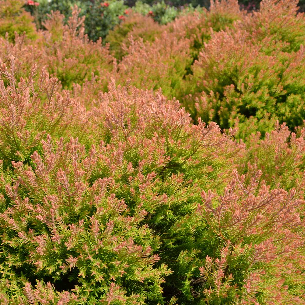 Southern Living® Fire Chief™ Thuja Shrub - Image 4
