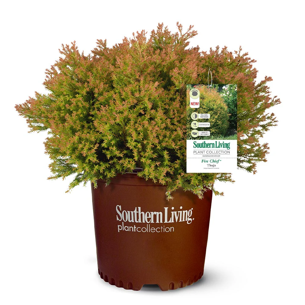 Southern Living® Fire Chief™ Thuja Shrub - Image 5