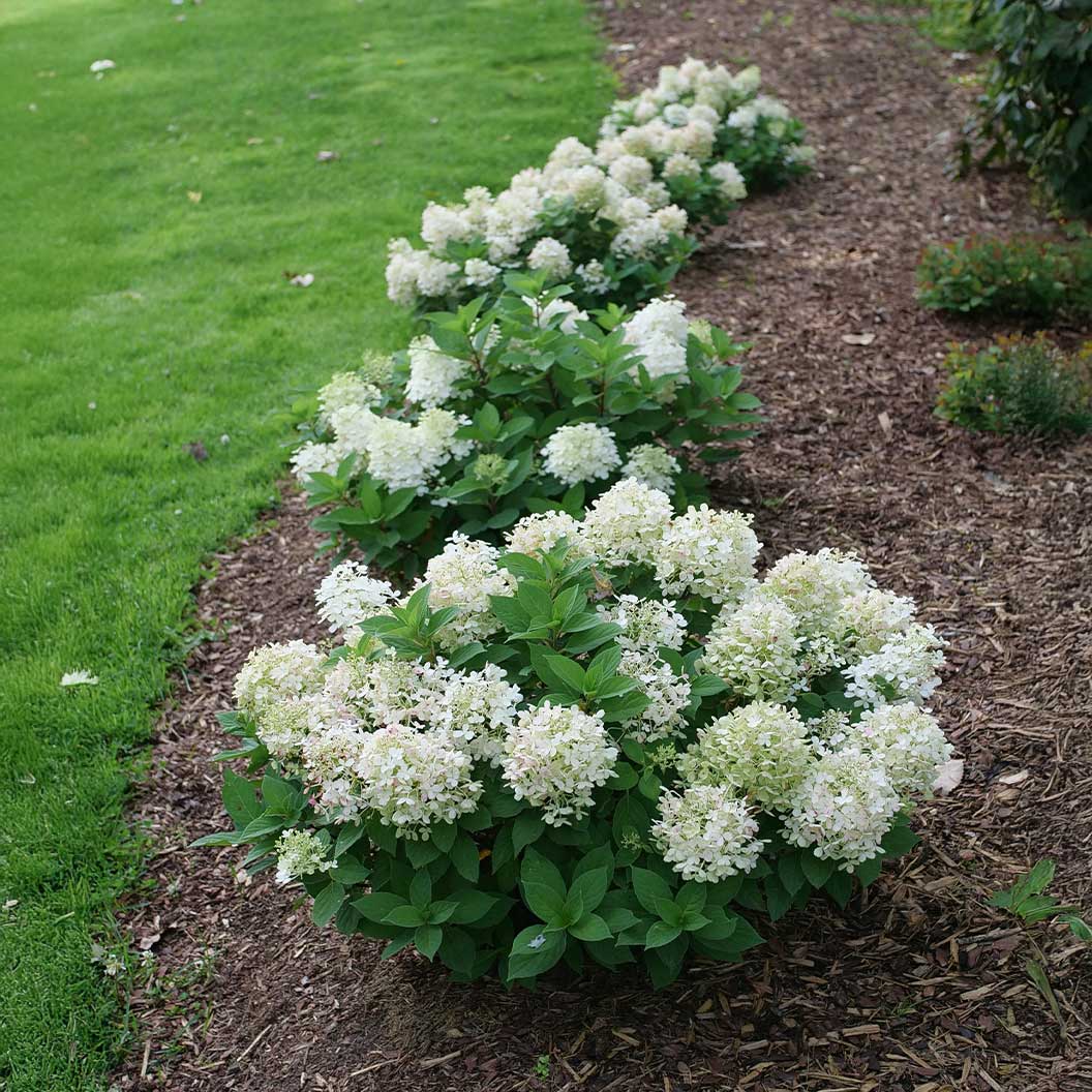 Proven Winners® Fire Light Tidbit® Hydrangea - Image 2