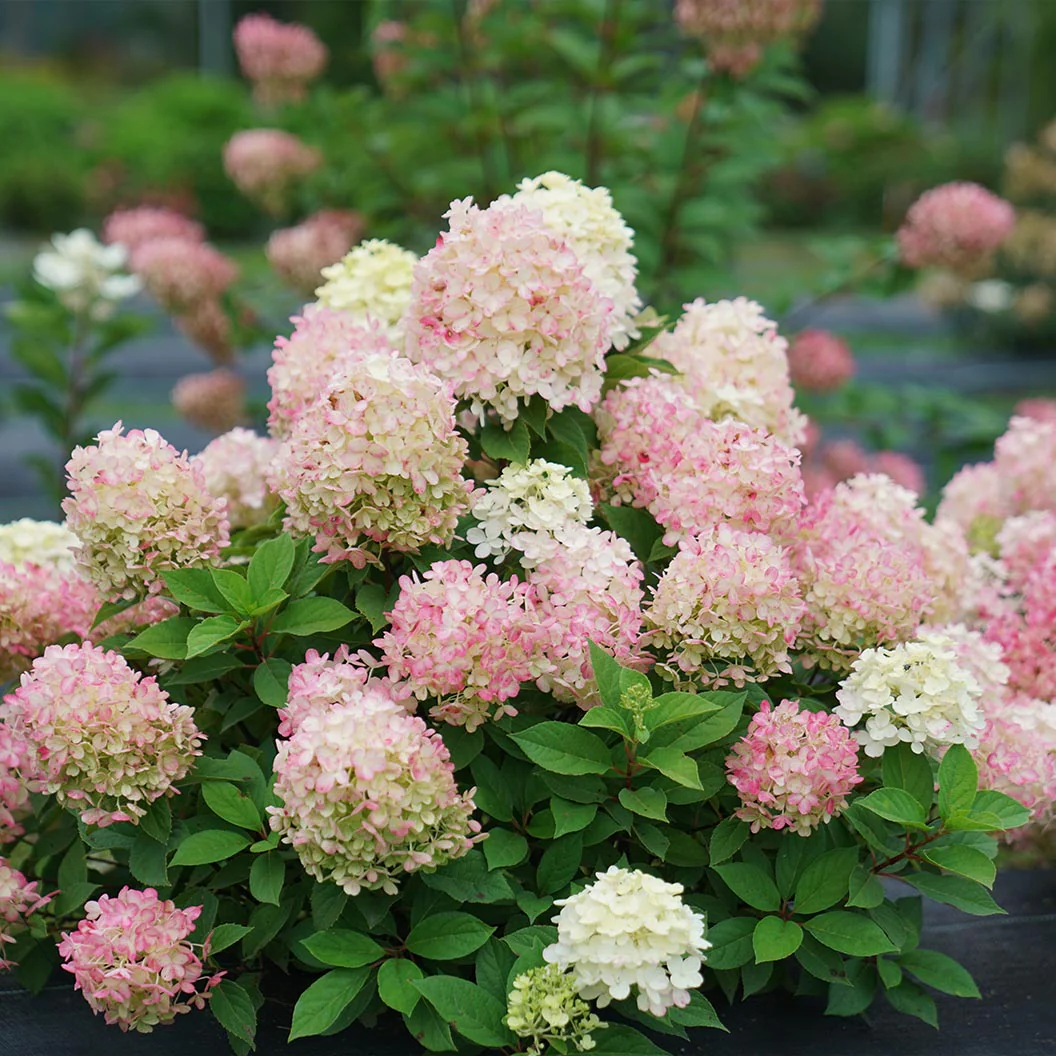 Proven Winners® Fire Light Tidbit® Hydrangea - Image 3