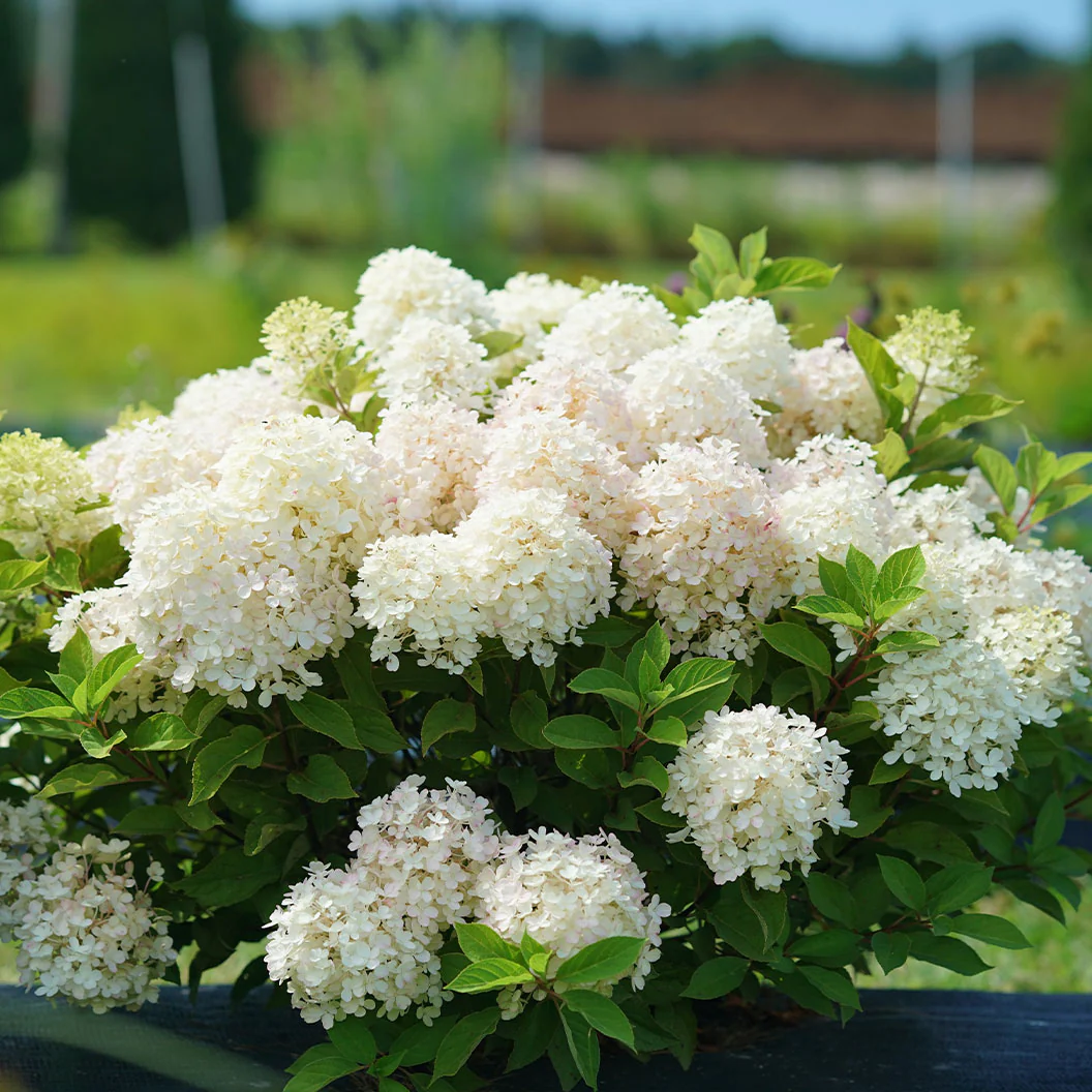 Proven Winners® Fire Light Tidbit® Hydrangea - Image 4