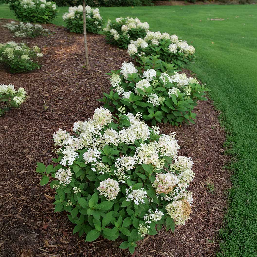 Proven Winners® Fire Light Tidbit® Hydrangea - Image 5