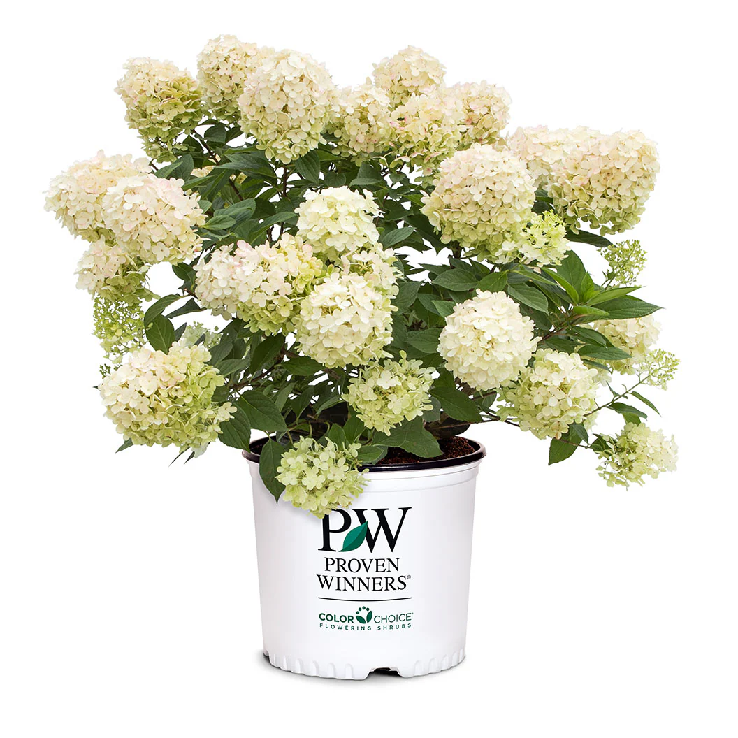 Proven Winners® Fire Light Tidbit® Hydrangea - Image 6