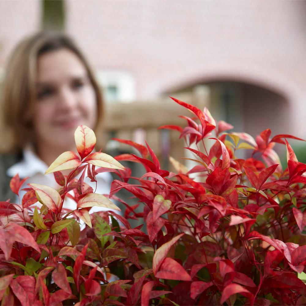 Fire Power Nandina Shrub - Image 4