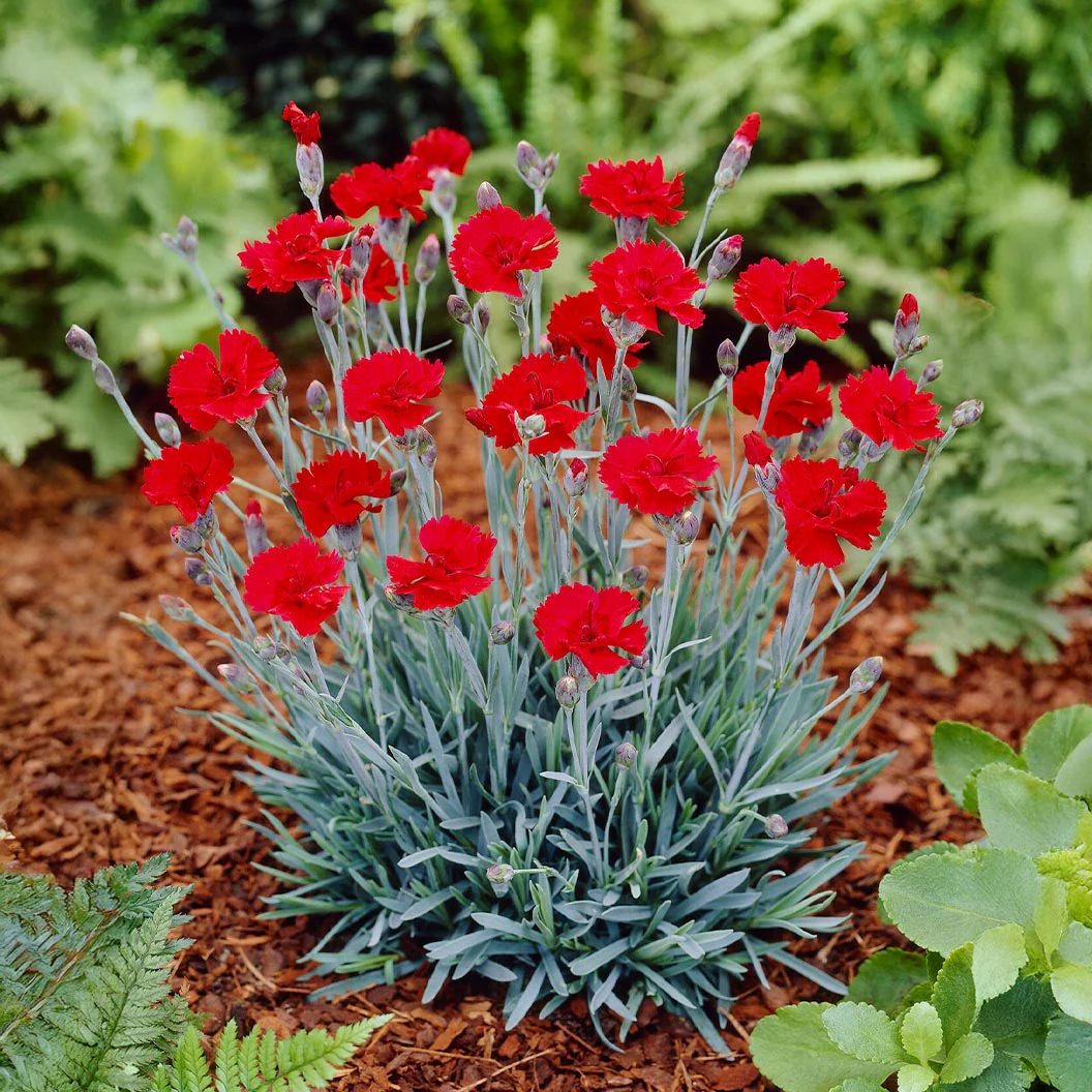 Fire Star Dianthus Plant - Image 2