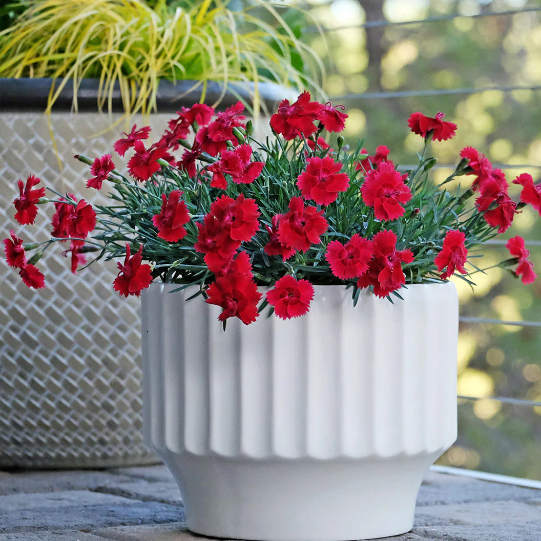 Fire Star Dianthus Plant - Image 3