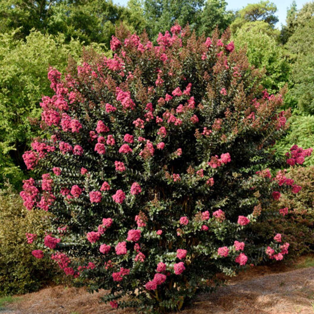 First Editions® Plum Magic™ Crape Myrtle - Image 2