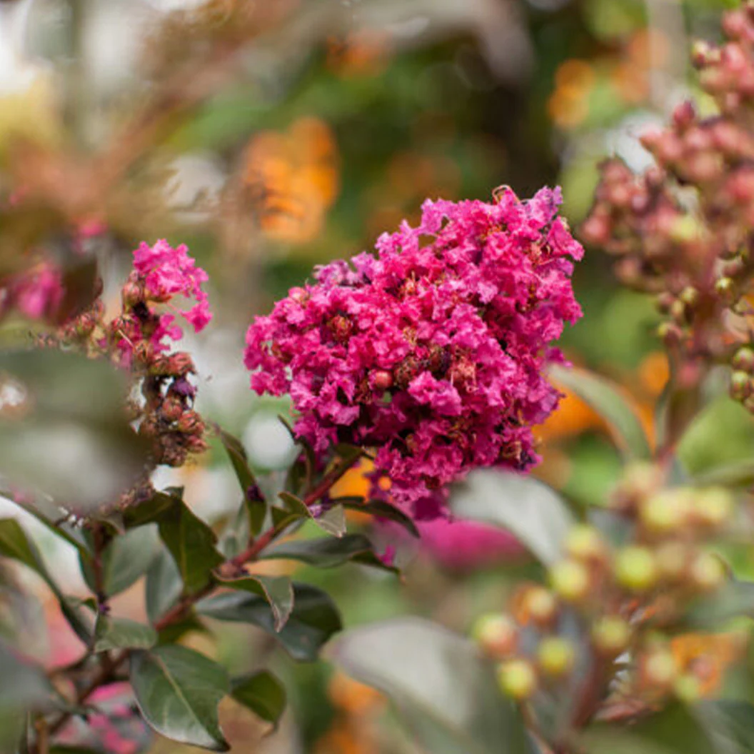 First Editions® Plum Magic™ Crape Myrtle - Image 3