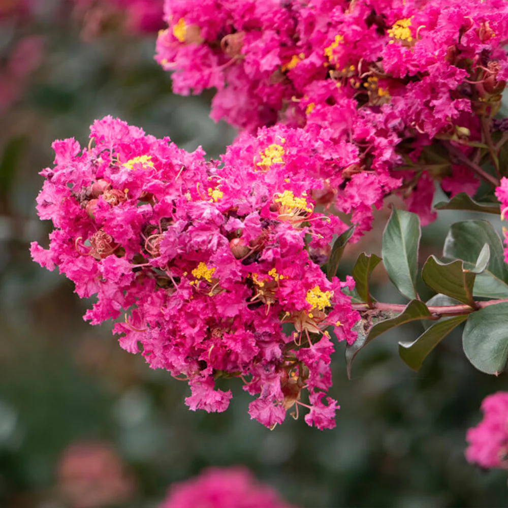 First Editions® Plum Magic™ Crape Myrtle - Image 4
