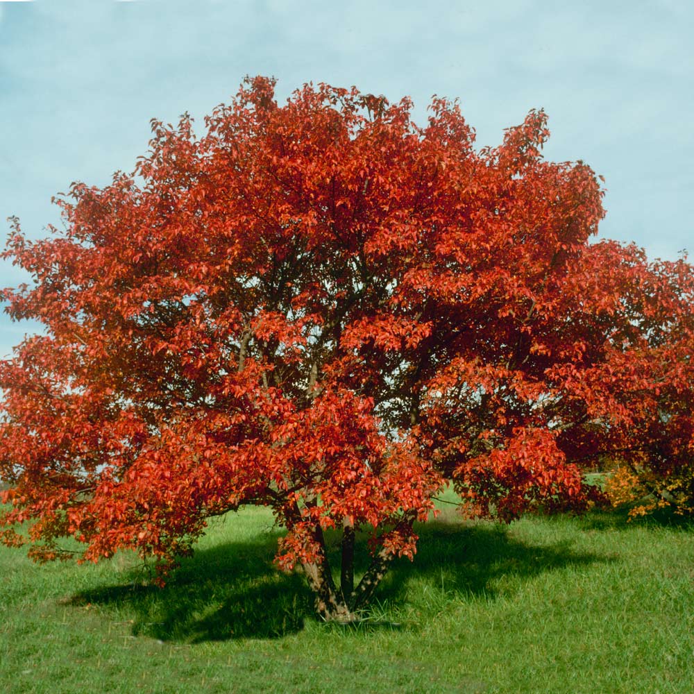 Flame Amur Dwarf Maple Tree - Image 2