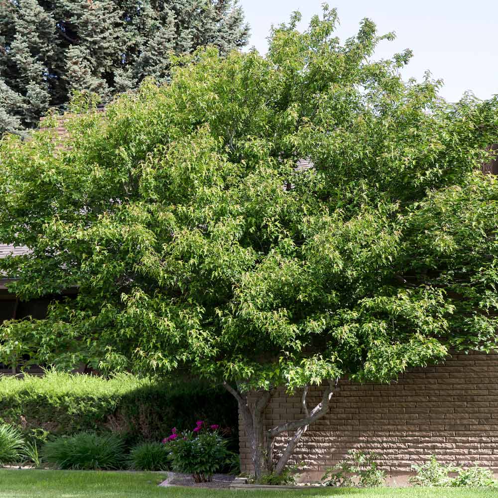 Flame Amur Dwarf Maple Tree - Image 3