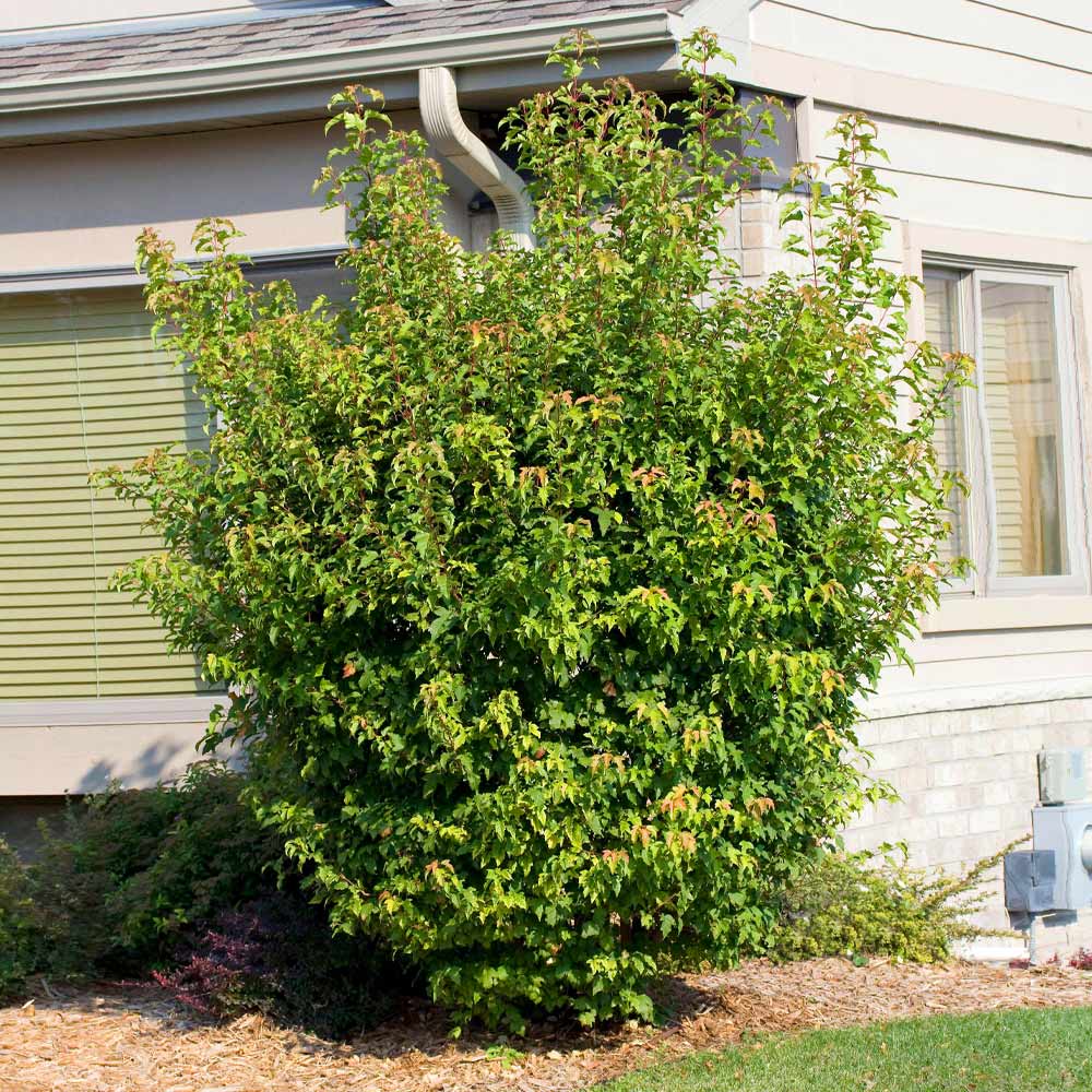 Flame Amur Dwarf Maple Tree - Image 4