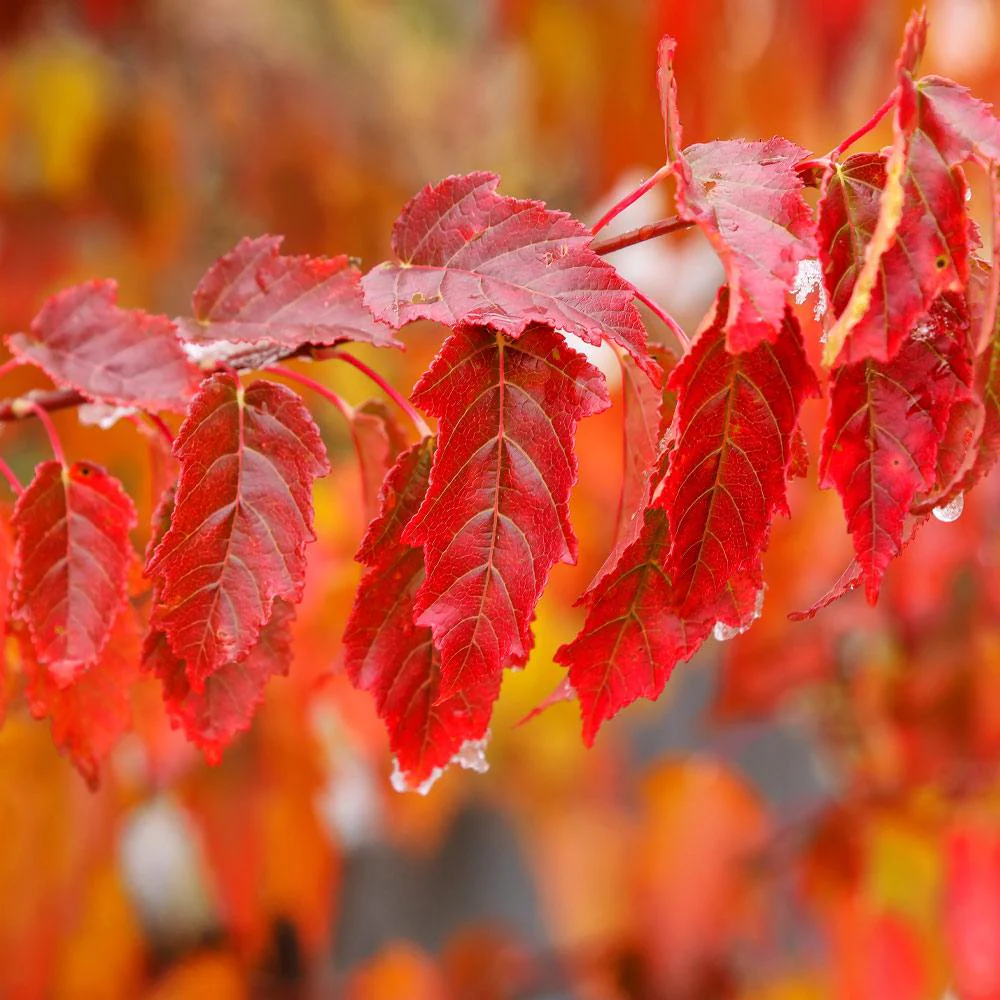 Flame Amur Dwarf Maple Tree - Image 5