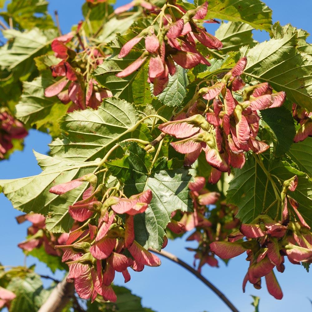 Flame Amur Dwarf Maple Tree - Image 6