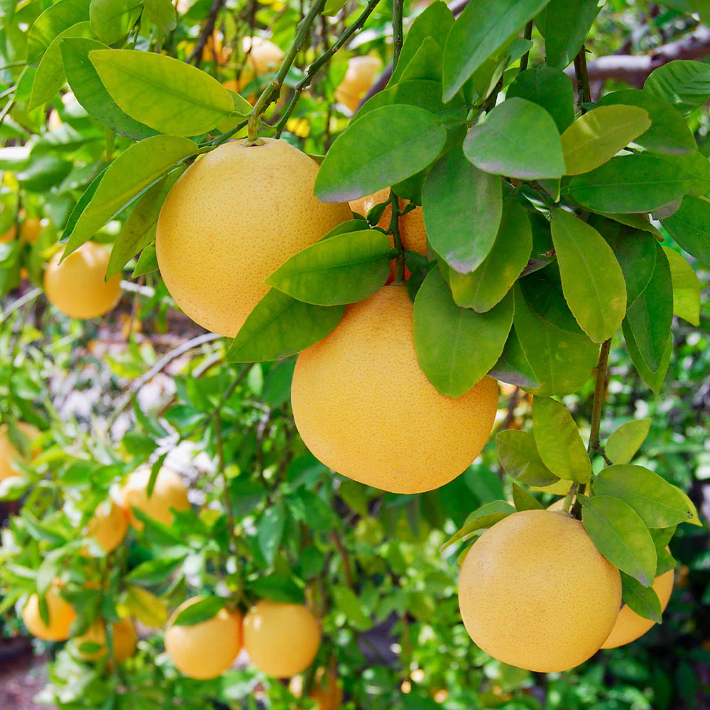 Flame Grapefruit Tree - Image 2