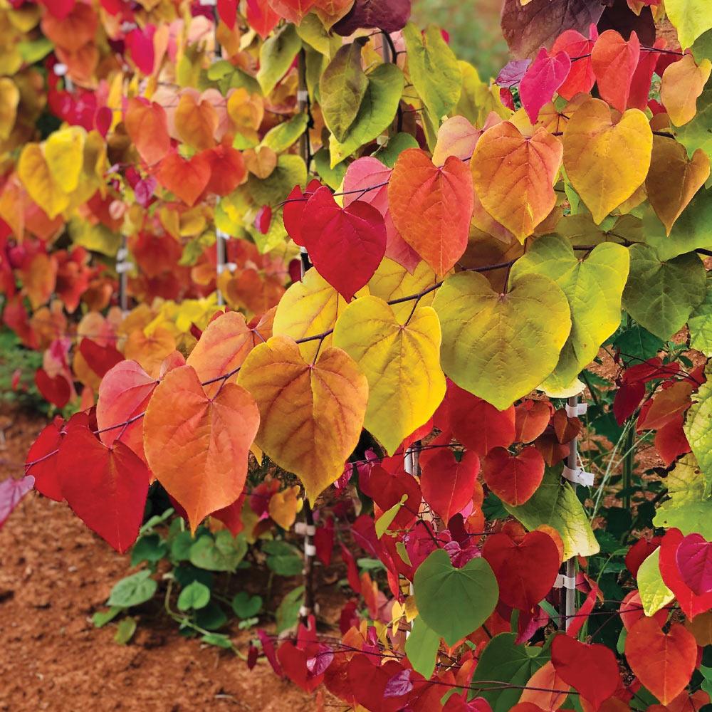 Bloomables® Flame Thrower® Redbud Tree - Image 3