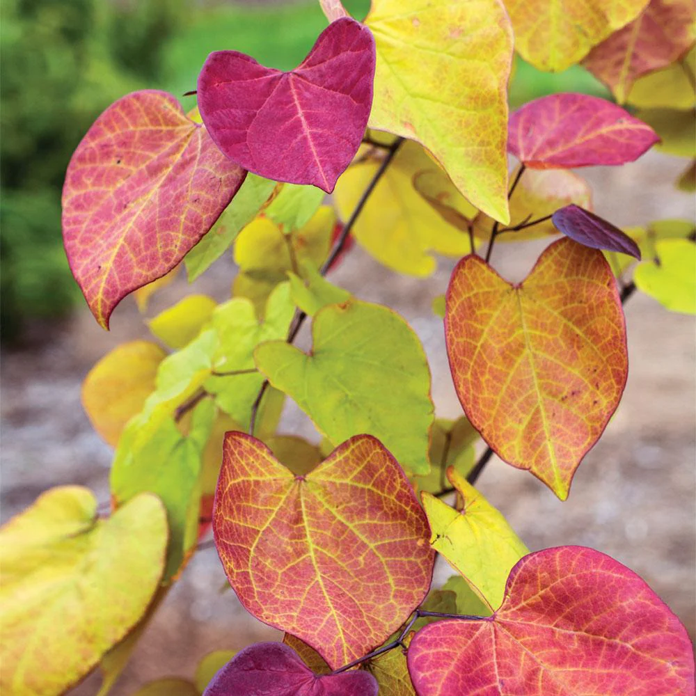 Bloomables® Flame Thrower® Redbud Tree - Image 4