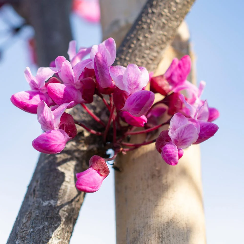 Bloomables® Flame Thrower® Redbud Tree - Image 5