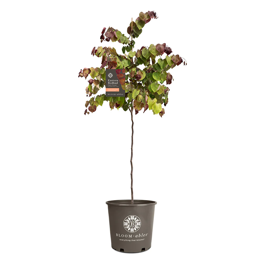 Bloomables® Flame Thrower® Redbud Tree - Image 6