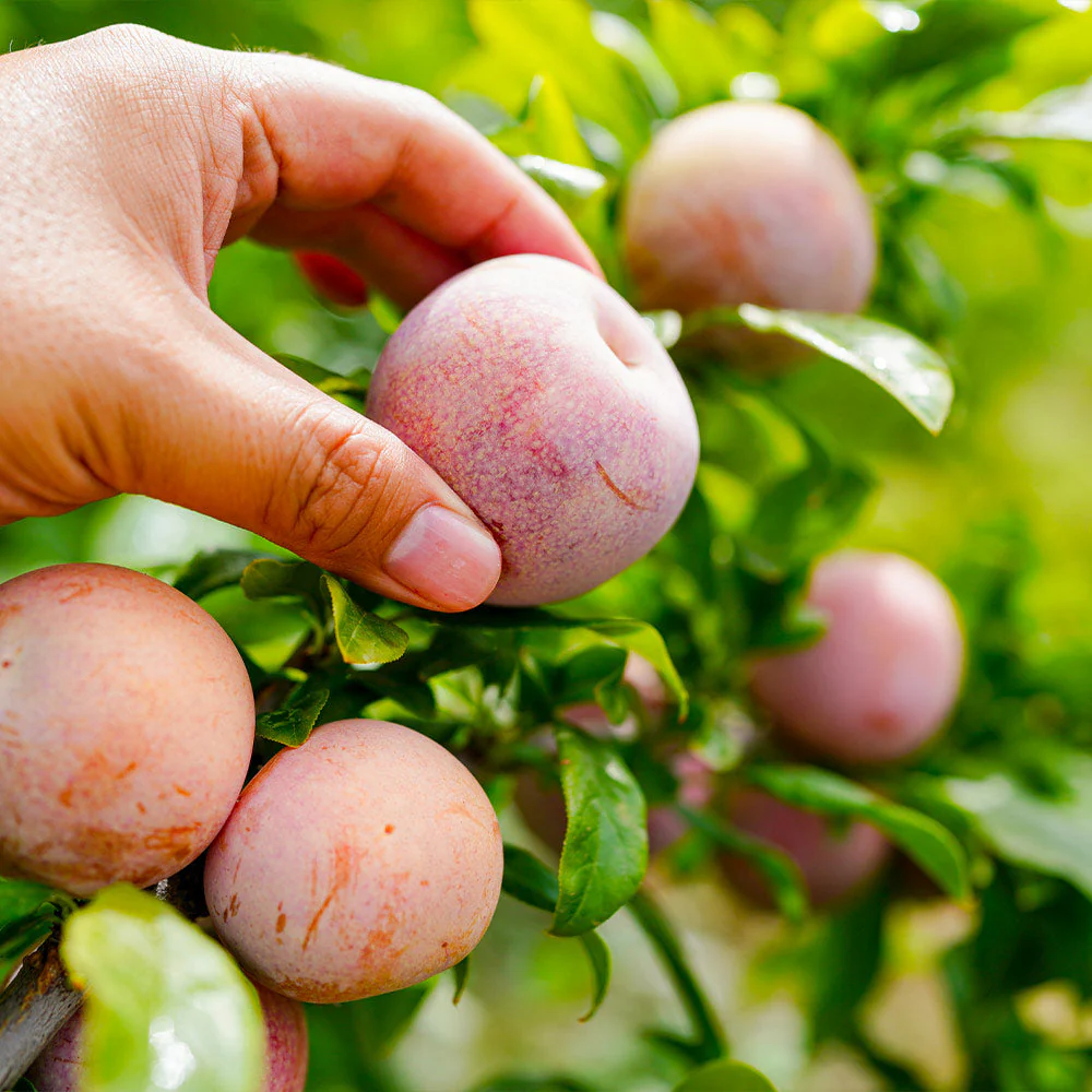 Flavor King® Pluot Tree - Image 3