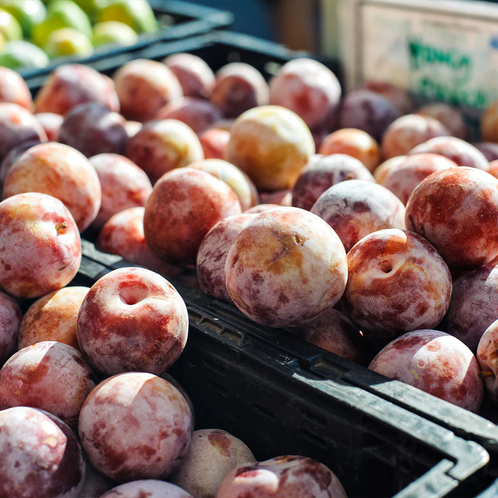 Flavor King® Pluot Tree - Image 4
