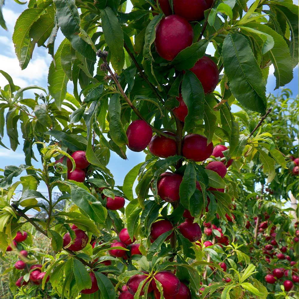 Flavortop Nectarine Tree - Image 2