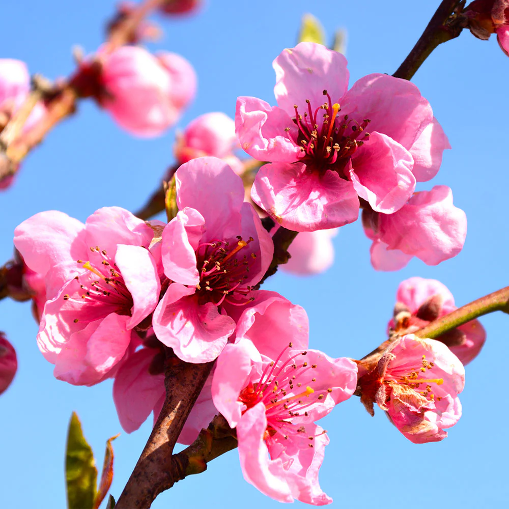Flavortop Nectarine Tree - Image 4
