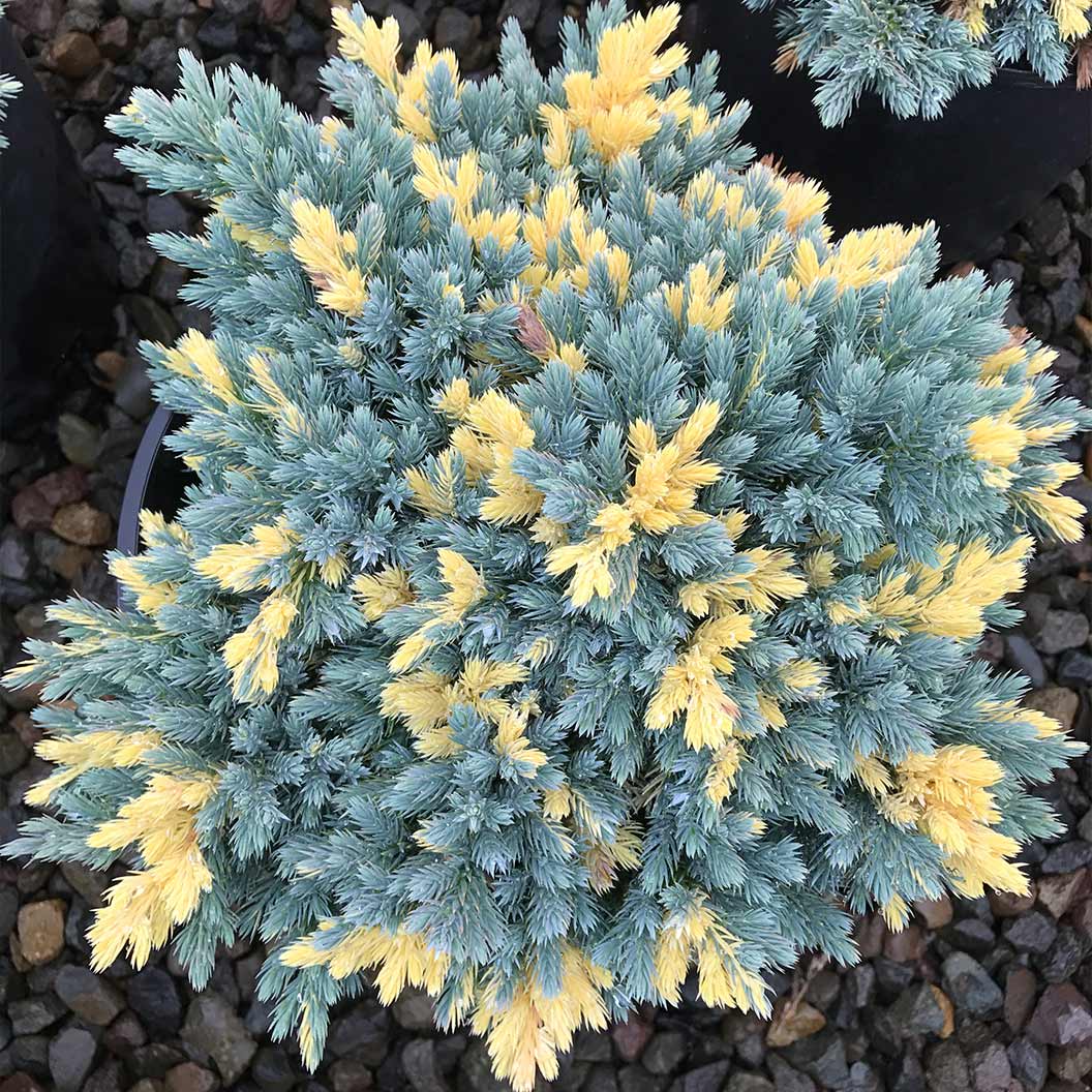 Floriant Flaky Juniper Shrub - Image 2