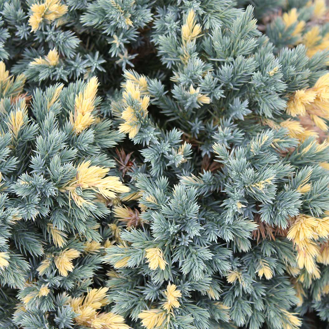 Floriant Flaky Juniper Shrub - Image 3