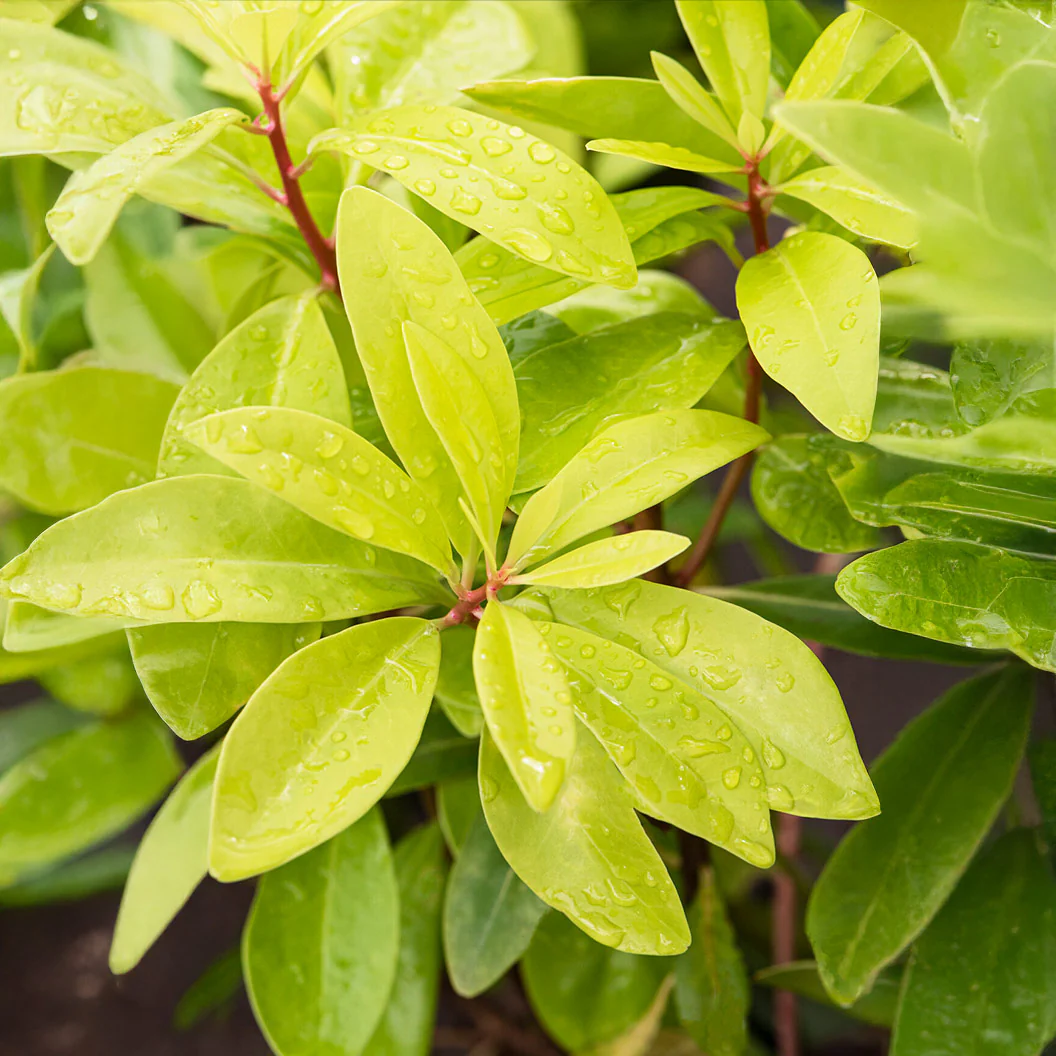 Southern Living® Florida Sunshine Illicium - Image 2