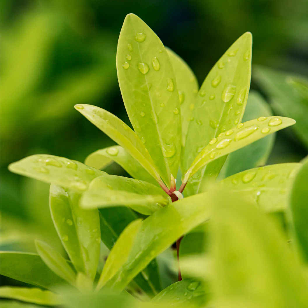 Southern Living® Florida Sunshine Illicium - Image 3