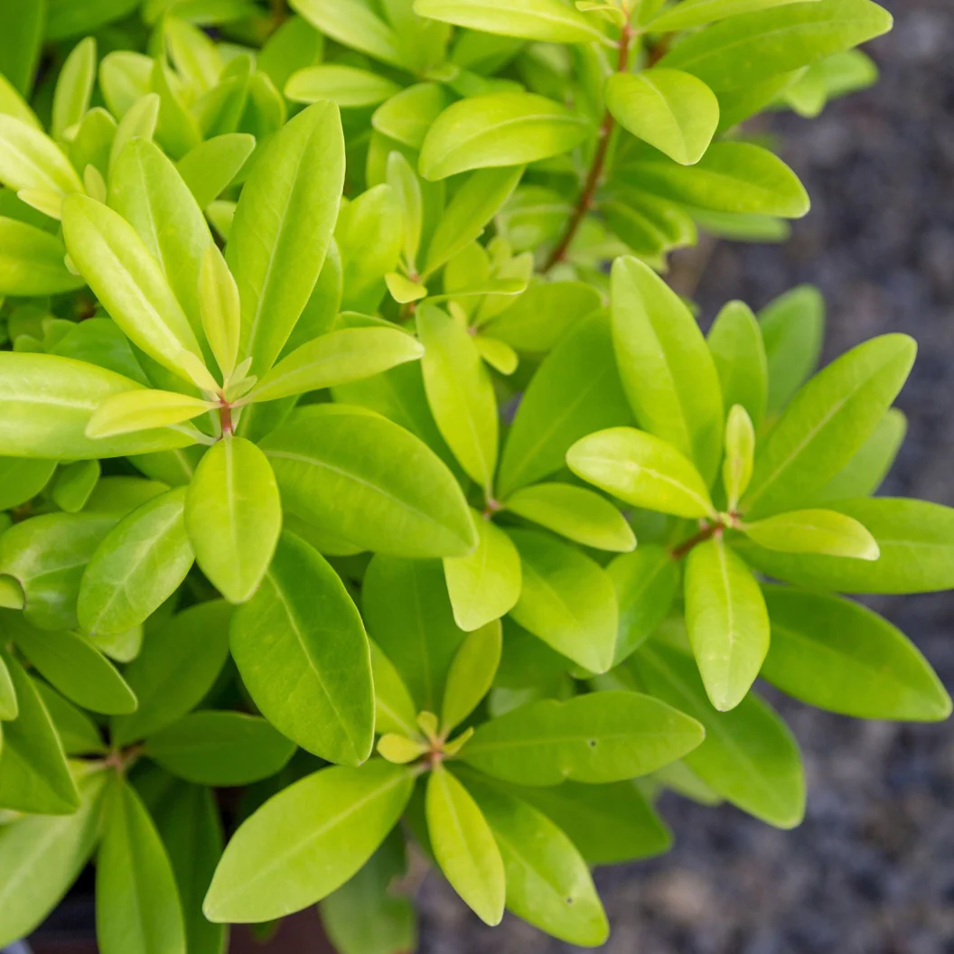 Southern Living® Florida Sunshine Illicium - Image 4
