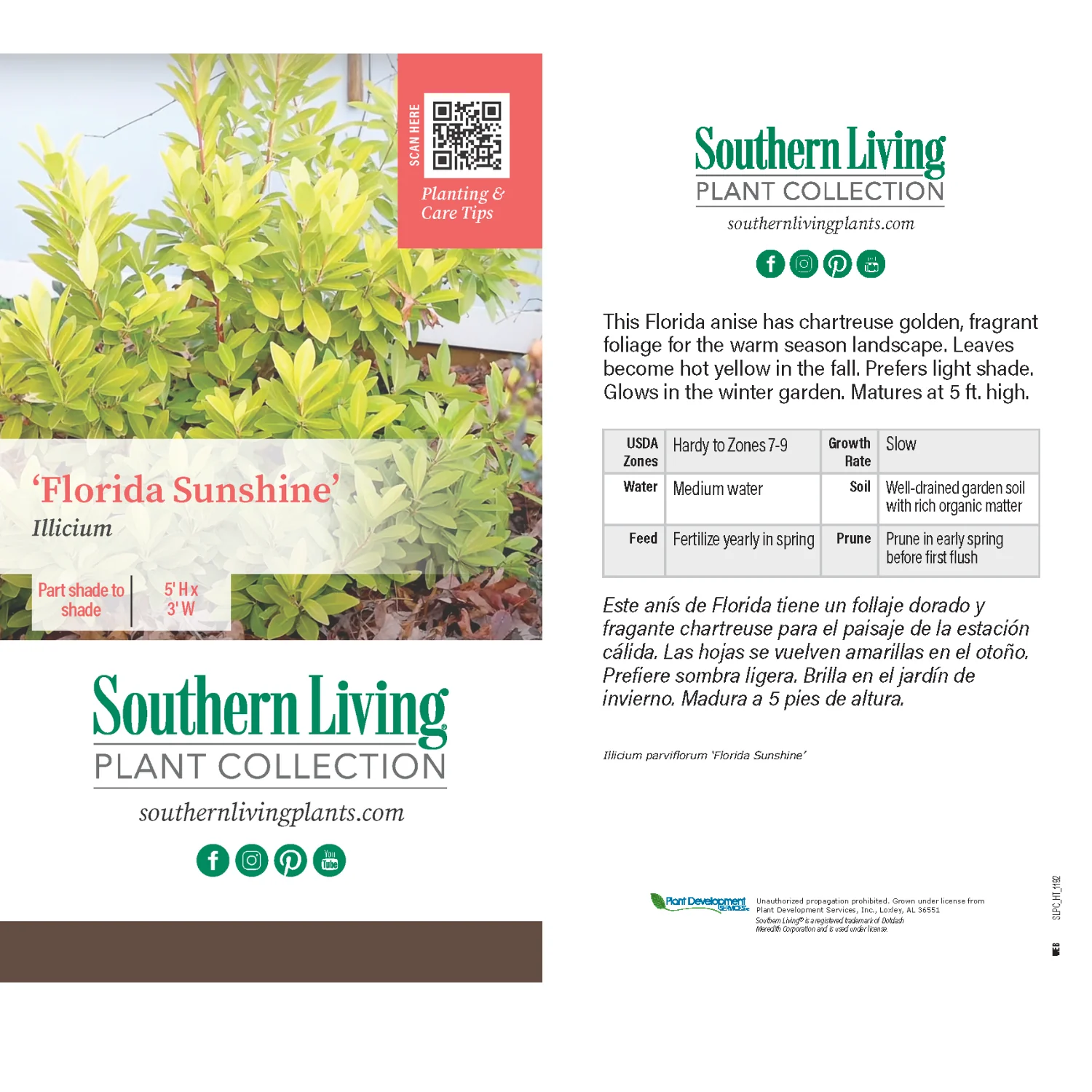 Southern Living® Florida Sunshine Illicium - Image 5