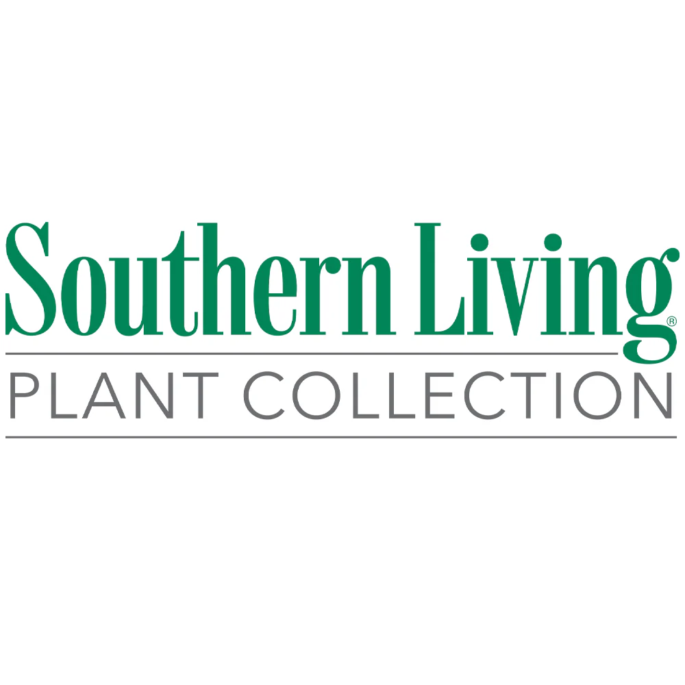 Southern Living® Purple Pixie® Dwarf Weeping Loropetalum - Image 6
